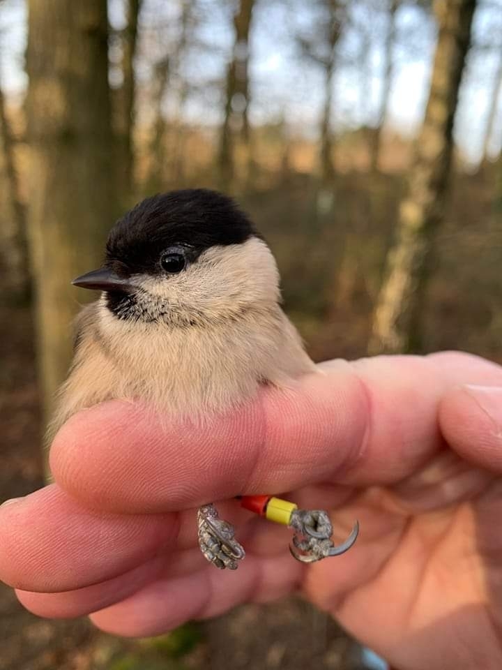 WWT Washington willow tit colour ringed adults (2).jpg